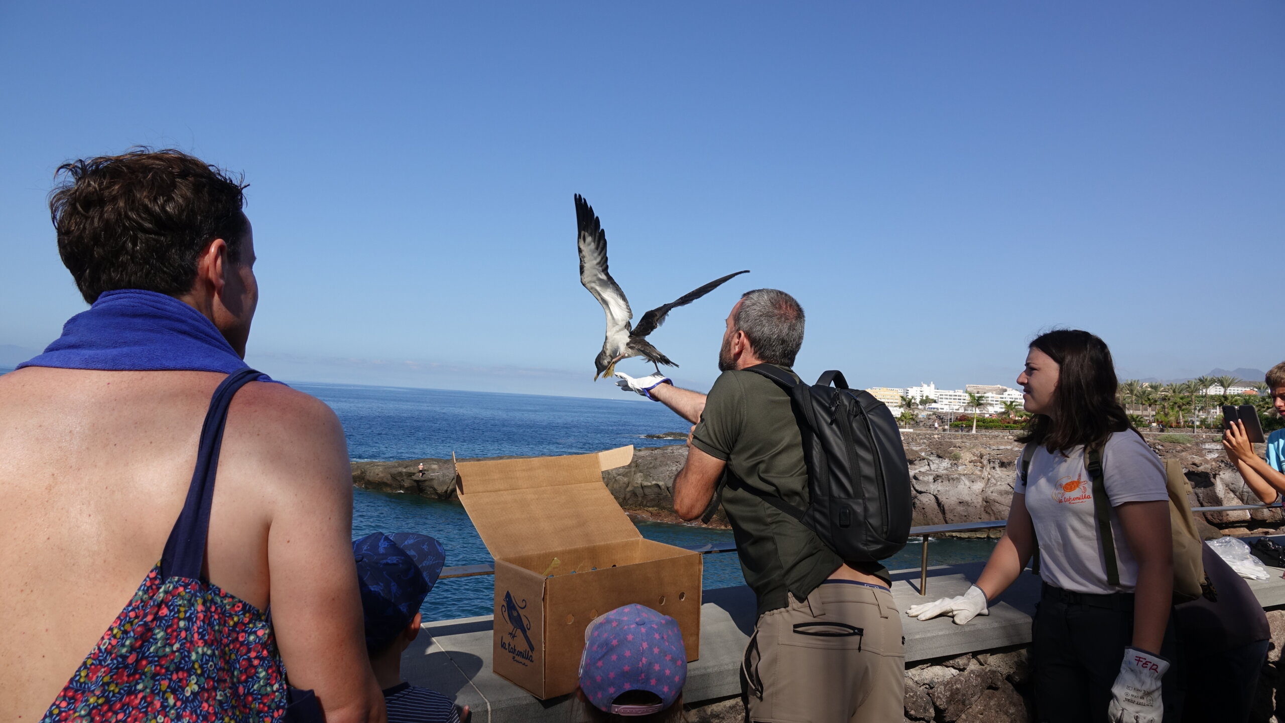 Nos adherimos a El primer viaje, una iniciativa para la protección de la pardela cenicienta y otras aves marinas de Canarias